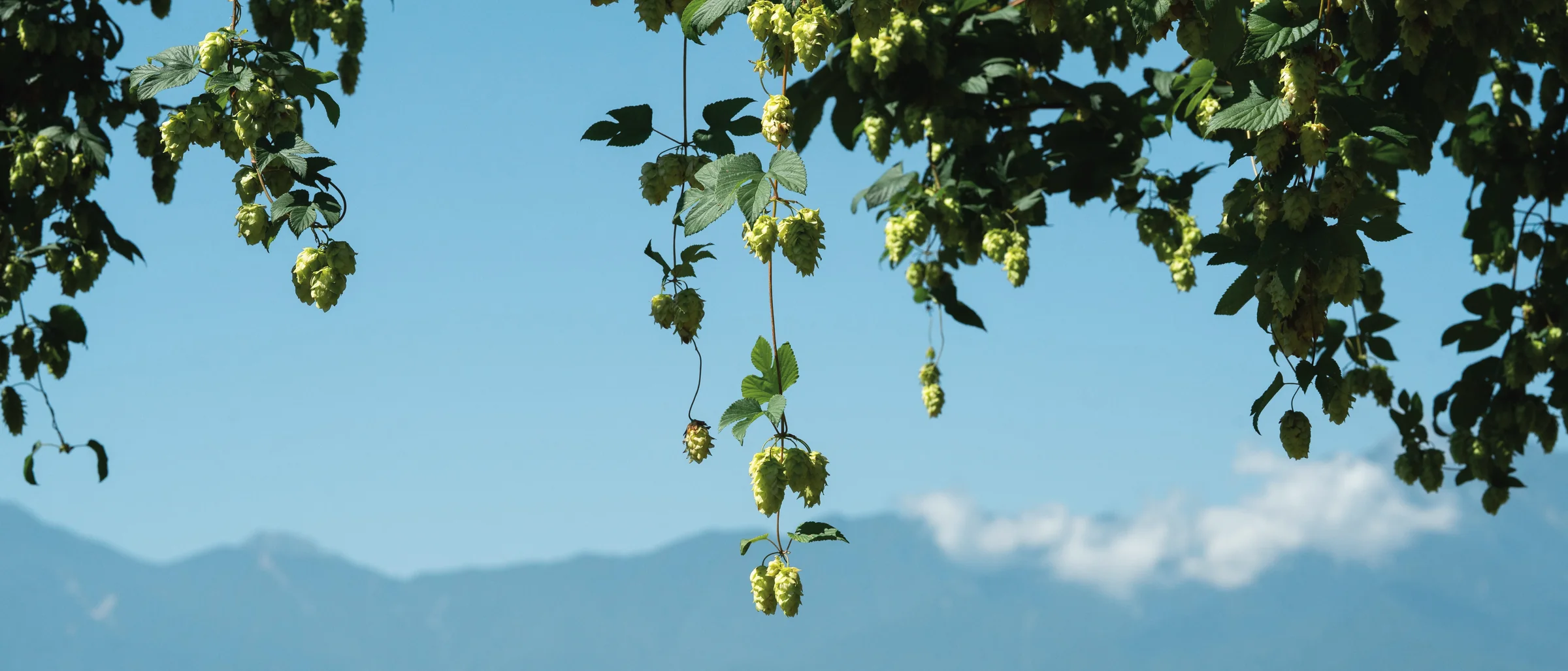 青空と山並みを背に、たわわに実るホップの毬花